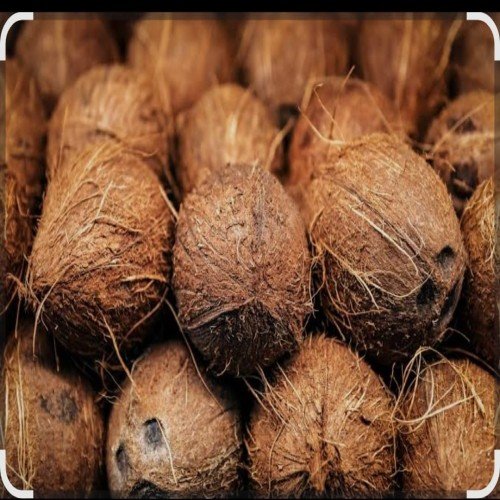 Coconut